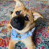 Bandana (a.k.a. Dogdana) - Wholesale Doggie Bandana