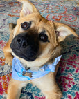 Bandana (a.k.a. Dogdana) - Wholesale Doggie Bandana - Maritime Tribes USA