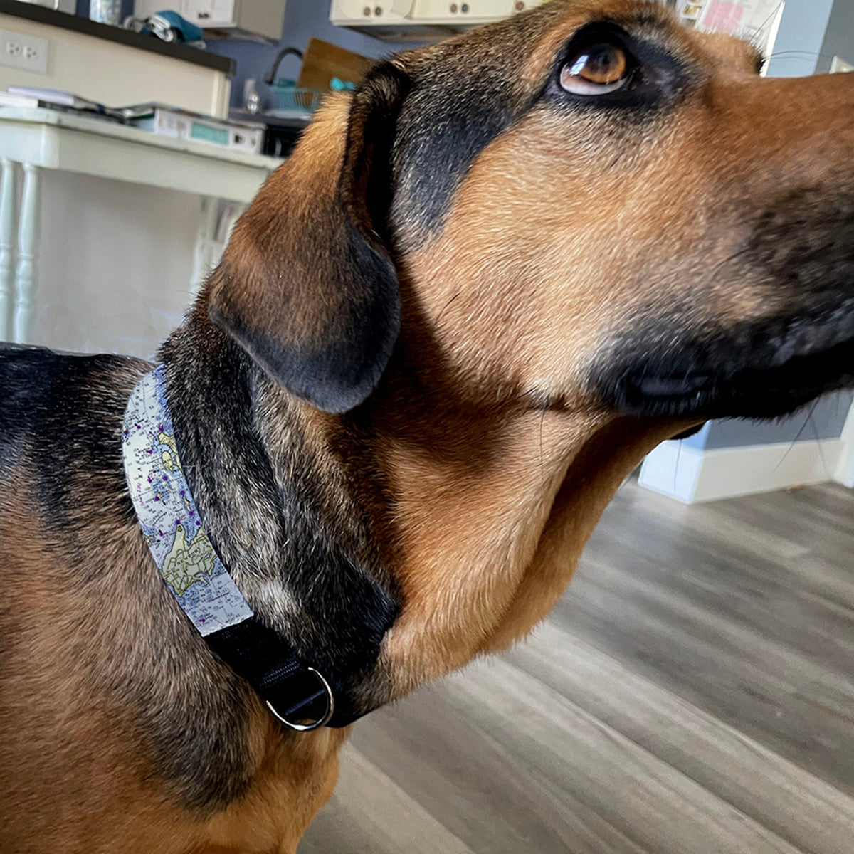Dog Collar Wholesale - Maritime Tribes USA